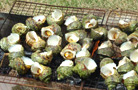 �CBBQ�����΂�����̓�����